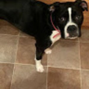 Meet your Posher, Trin